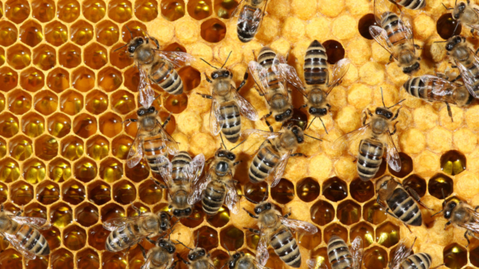 Учените откриха нещо изумително за пчелите