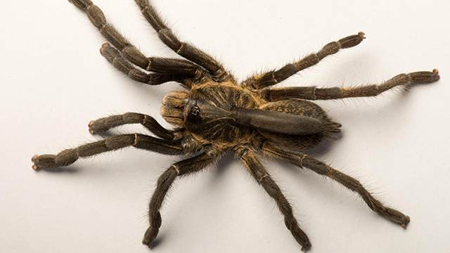 Отровна твар: Откриха нов вид рогата тарантула 