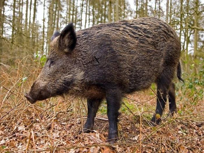БАБХ отчете нов случай на Африканска чума при дива свиня