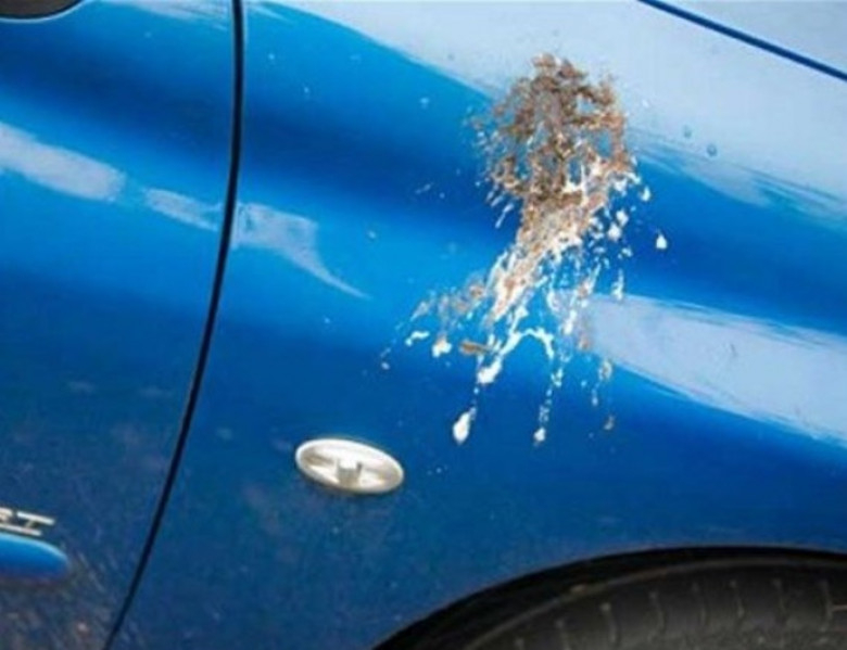 Три ефикасни способа за почистване на киселинните птичи "бомби" от колата