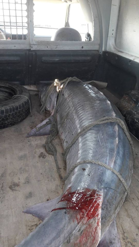 Нови ВИДЕА за страшното 200-килограмово чудовище, извадено от Дунав край Айдемир (СНИМКИ)