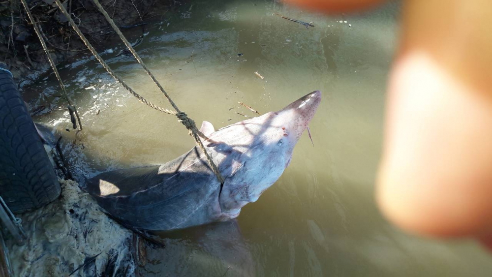 Нови ВИДЕА за страшното 200-килограмово чудовище, извадено от Дунав край Айдемир (СНИМКИ)