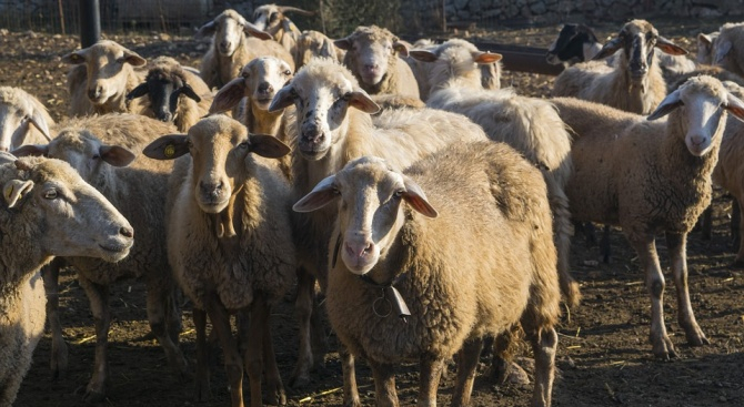 Фермер от Монтанско влезе в кошарата на овцете и се хвана за главата 