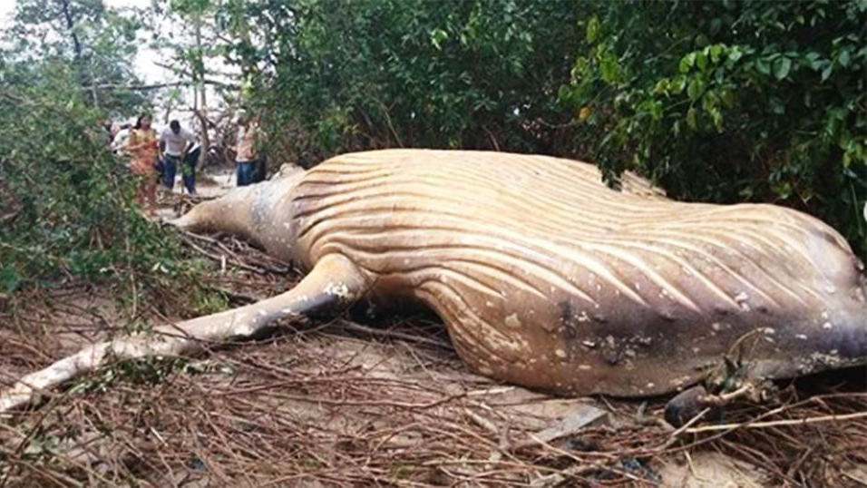 Мистериозна смърт на гърбат кит насред бразилската джунгла озадачи учените (ВИДЕО)