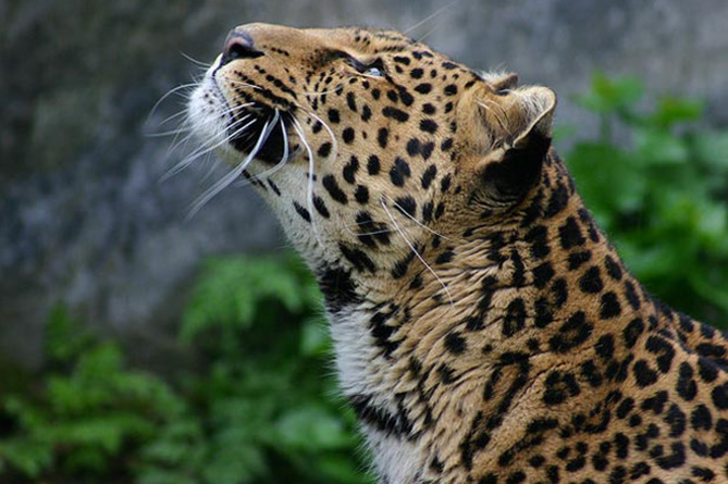 Рядък кавказки леопард бе запечатан на ВИДЕО за първи път в Армения