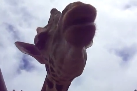 Уникално ВИДЕО: Жираф отиде до колата на туристи, вкара главата си през прозореца и неочаквано ...