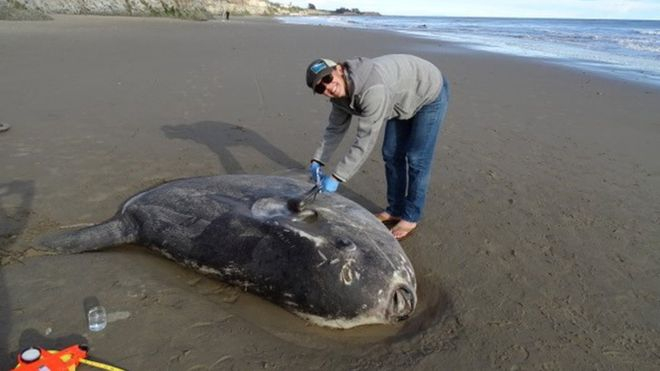 Двутонно „неоткриваемо“ същество изплува на плаж в Санта Барбара! Учените са в шок (СНИМКА) 