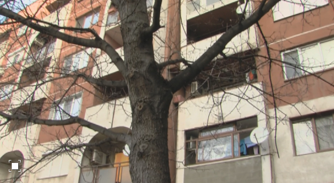 Жители на Сливен скочиха заради изсичането на 30-годишни дървета