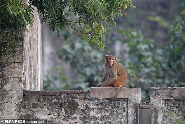 Ужасяващо: Диви маймуни убиха двама души 