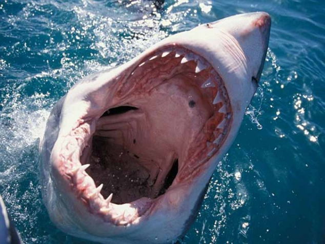 Ужасна среща: Вижте неочакваната атака на голяма бяла акула срещу водолаз