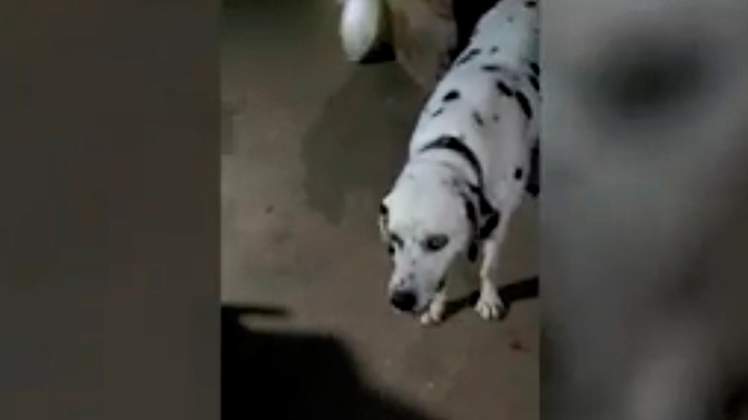 Преданост: Куче спаси собствениците си от кобра с цената на живота си (СНИМКИ)
