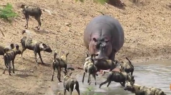 Трагично ВИДЕО с тежък край: Хипопотам опита да спаси антилопа от хиени, но накрая ...