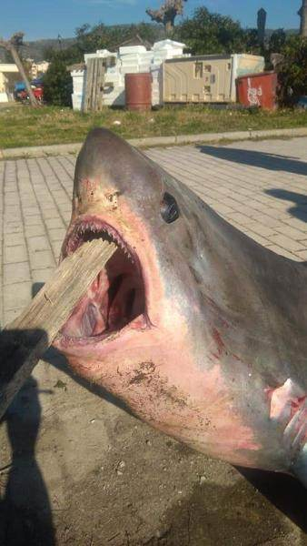 Гръцки рибари хванаха гигантска акула (СНИМКИ)