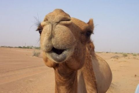 Жена си спретна разходка с камила в Подмосковието (ВИДЕО)