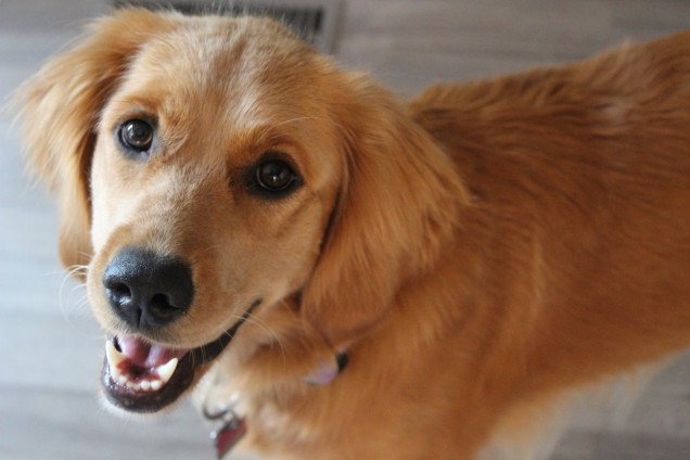 Кучетата могат да подушат тези 7 неочаквани неща