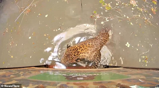 Драматичен момент: Леопарди се сбиха и паднаха в кладенец (СНИМКИ/ВИДЕО)