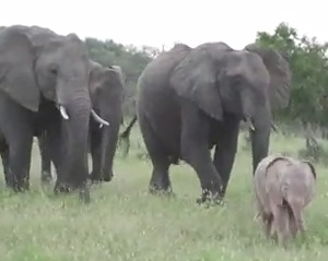 Необичайно! Розов слон заснеха в ЮАР (ВИДЕО)