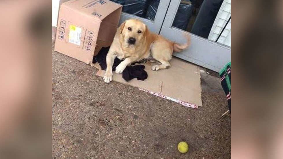 Това куче разплака Интернет! Вече повече от седмица той стои пред вратата на болница, където стопанинът му е умрял и... (СНИМКИ)