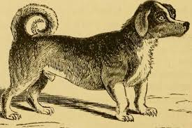 Ето каква е интересната история на изчезналата порода кучета търнспит 