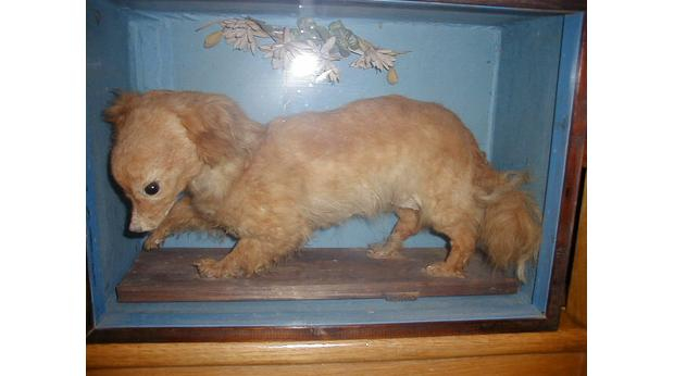 Ето каква е интересната история на изчезналата порода кучета търнспит 