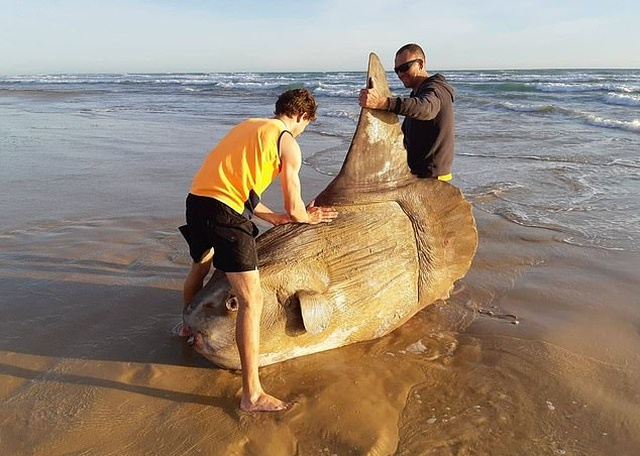 В Австралия намериха огромна риба (СНИМКИ)