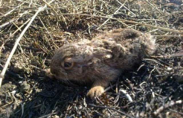 Ловци алармират: Животни изгарят живи в запалени стърнища (СНИМКИ 18+)