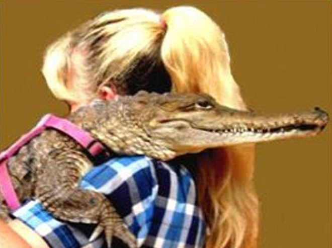 Жена гледа пет крокодила в апартамента си и дори спи с тях (СНИМКИ)