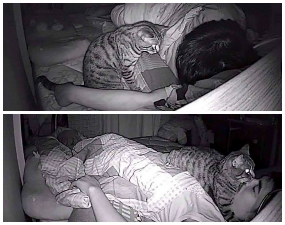 Мъж остана втрещен, след като сложи камера в спалнята си, за да види какво прави котката му през нощта (СНИМКИ)