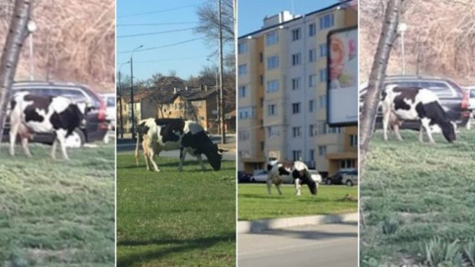 Цял Перник говори за това добиче, което броди из града (СНИМКИ)