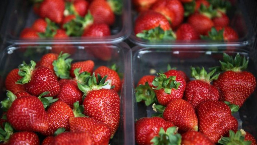 Няма такава цена на ягодите в София! (СНИМКА)