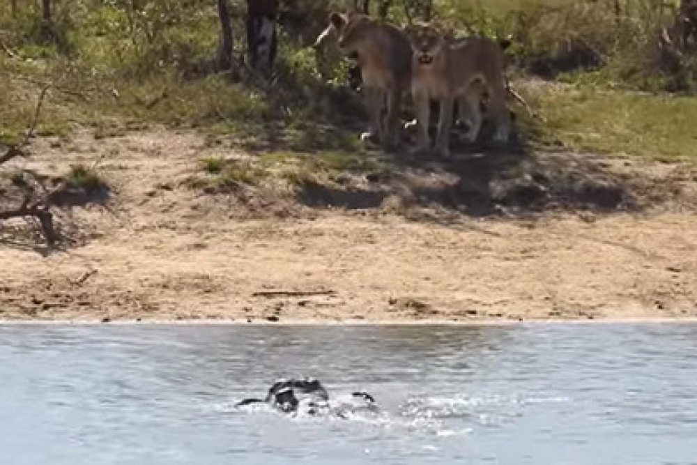 Стадото помогна на стар бивол да отблъсне лъвове и крокодили (ВИДЕО)
