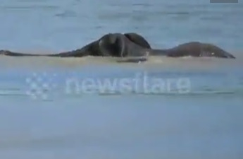 Слонове се втурнаха да спасяват слонче от река с крокодили (ВИДЕО)
