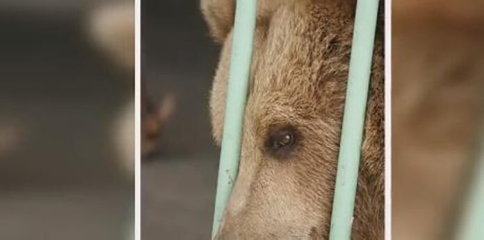 Пратиха в истински затвор мечка, нападнала пияница (ВИДЕО)
