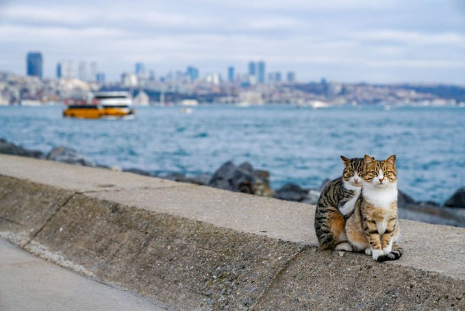 Влюбени улични котки очароваха интернет (СНИМКИ)
