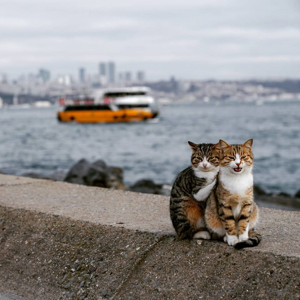 Влюбени улични котки очароваха интернет (СНИМКИ)