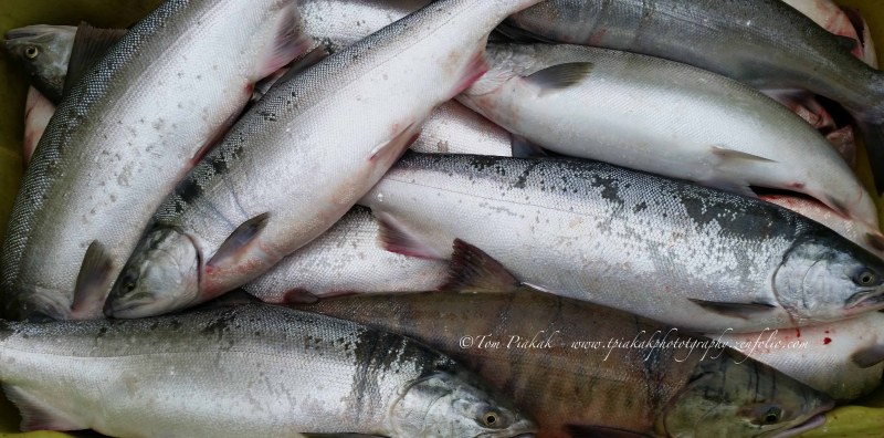 В Дивия Северозапад: Мъж източи язовир и отмъкна 670 кила риба 