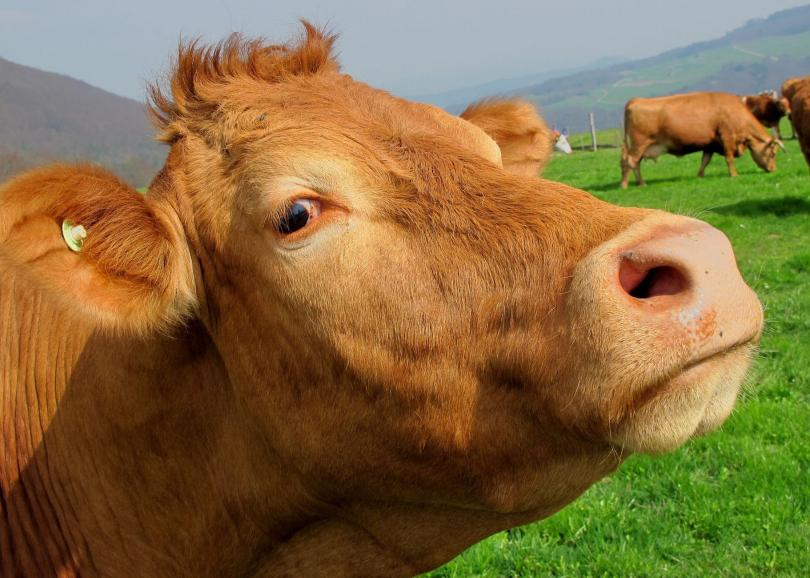 ​В Австрия издадоха наръчник за срещи с крави на алпийски пасища