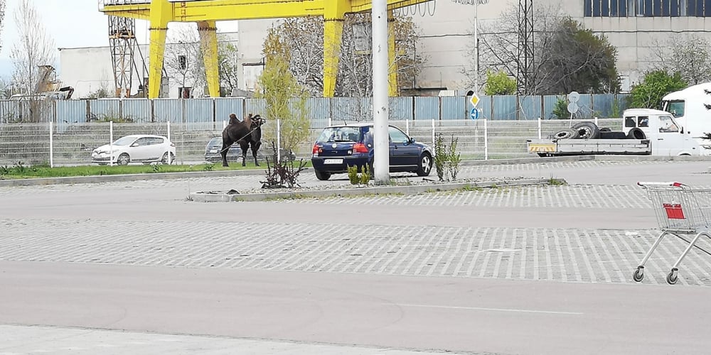 Само в БЛИЦ! Ей такова нещо в "Люлин" не се беше случвало (СНИМКИ)