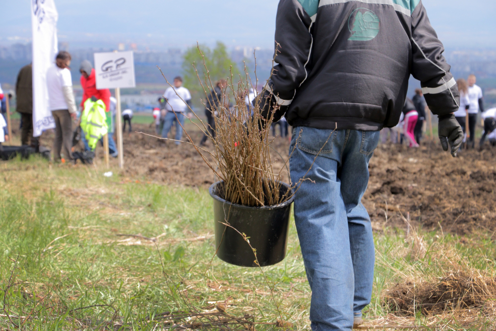 Над 3000 дървета засадиха 150 доброволци от „Джи Пи Груп“ АД