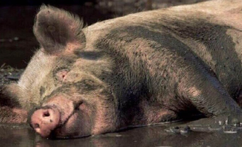 В Австралия свиня открадна 18 кенчета бира, напи се и се сби с крава 