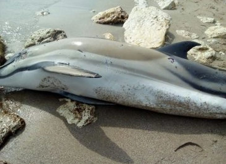 Невинна жертва: Скутер съсече делфин край Балчик (СНИМКИ)