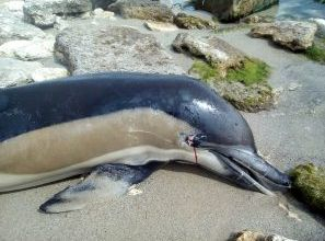 Невинна жертва: Скутер съсече делфин край Балчик (СНИМКИ)