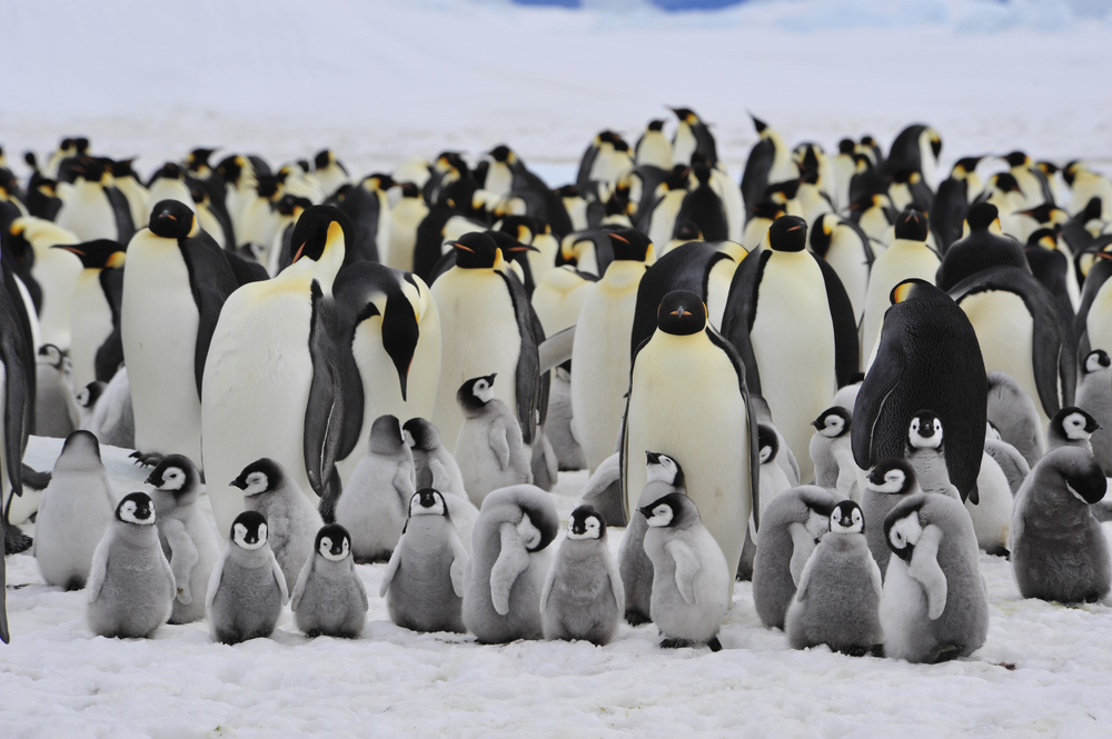Разкриха ужасна трагедия в Антарктида с хиляди измрели пингвини 