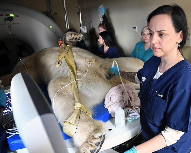 Любопитно! Как се изследва мозък на мечка с тегло 450 кг (СНИМКИ/ВИДЕО)