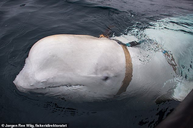 Истерия в Норвегия: Заловен е бял кит руски шпионин! (СНИМКИ/ВИДЕО)