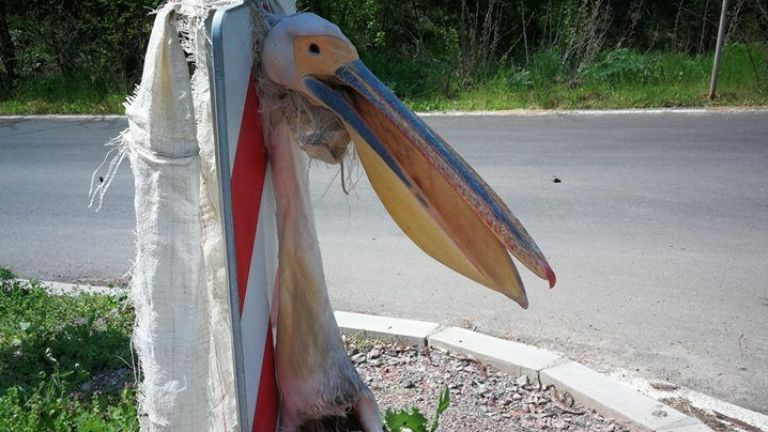 Разбра се как е загинал вързания за пътен знак пеликан 