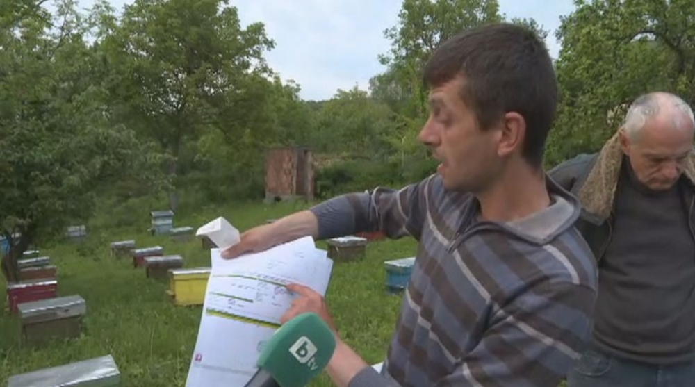 Мор: Наши пчелари разорени заради пръскане с пестициди 