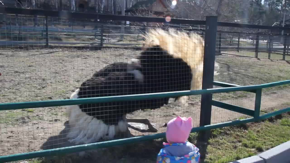 Посетители в зоопарк заснеха удивителен танц на щраус (ВИДЕО)