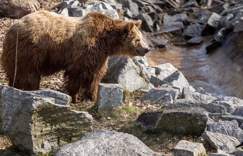 Алармираха за голям проблем с мечките в Родопите 