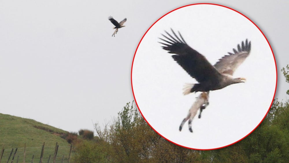 Изумителни СНИМКИ: Орел лети в небето с цяло агне 